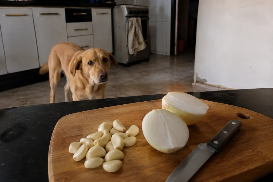Alho e cebola picados numa tábua, ingredientes de fora das receitas do guia