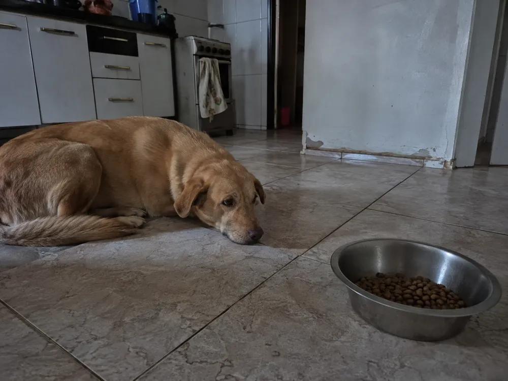 Cachorro deitado no chão da cozinha, sem tocar na tigela de ração ao lado