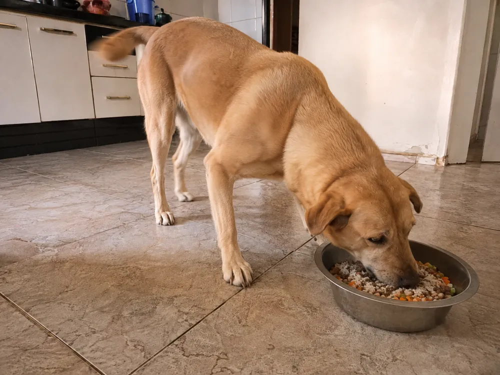 O mesmo cachorro comendo com apetite uma tigela de comida natural com arroz, carne e legumes